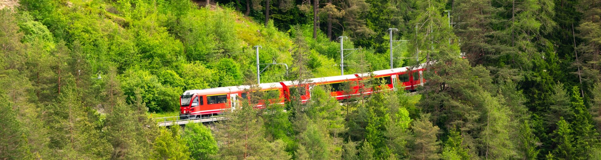 Train going through the forest