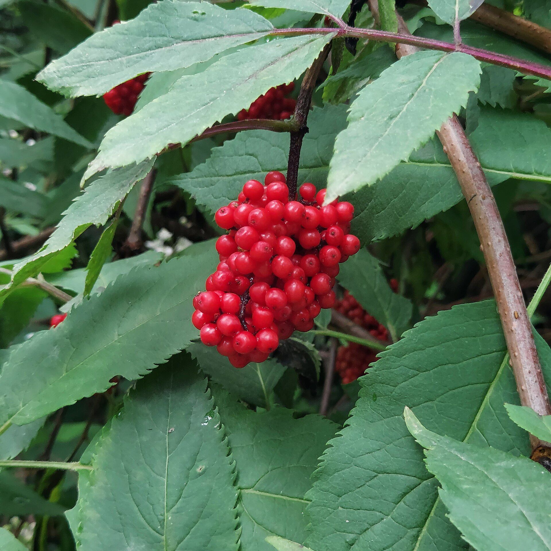 Arboretum, atrakcja w pobliżu dworca Jaworzno Szczakowa