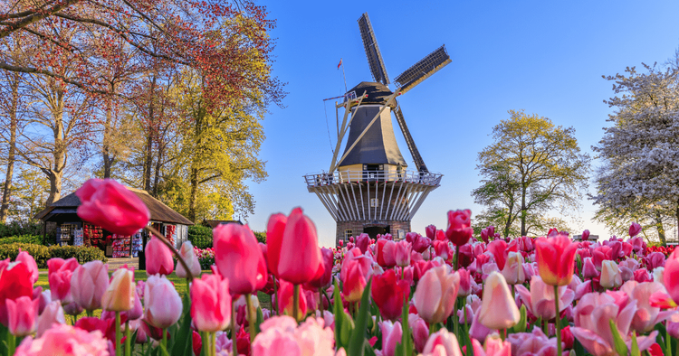 view of the tulips