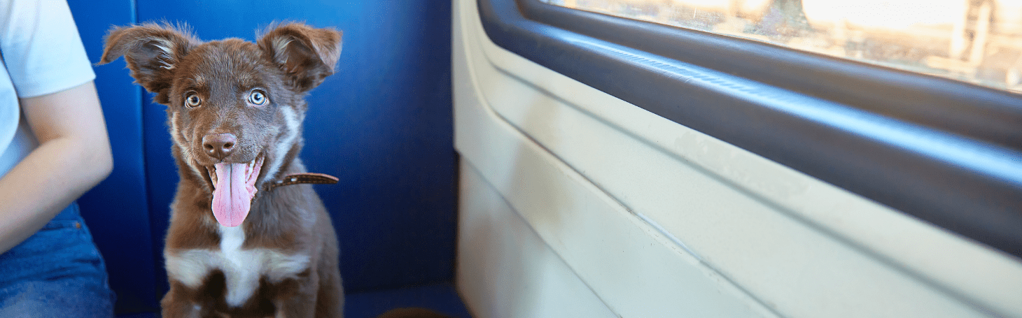 Dog on a train Dog on a train