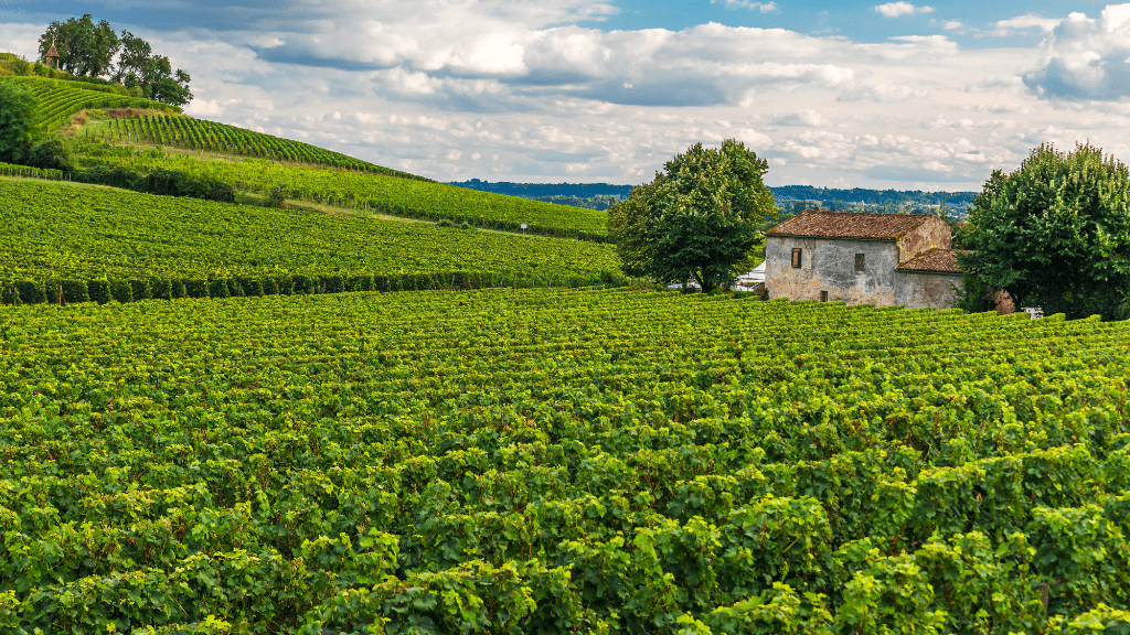 Medoc Saint Emilion Margot vineyards Medoc Saint Emilion Margot vineyards