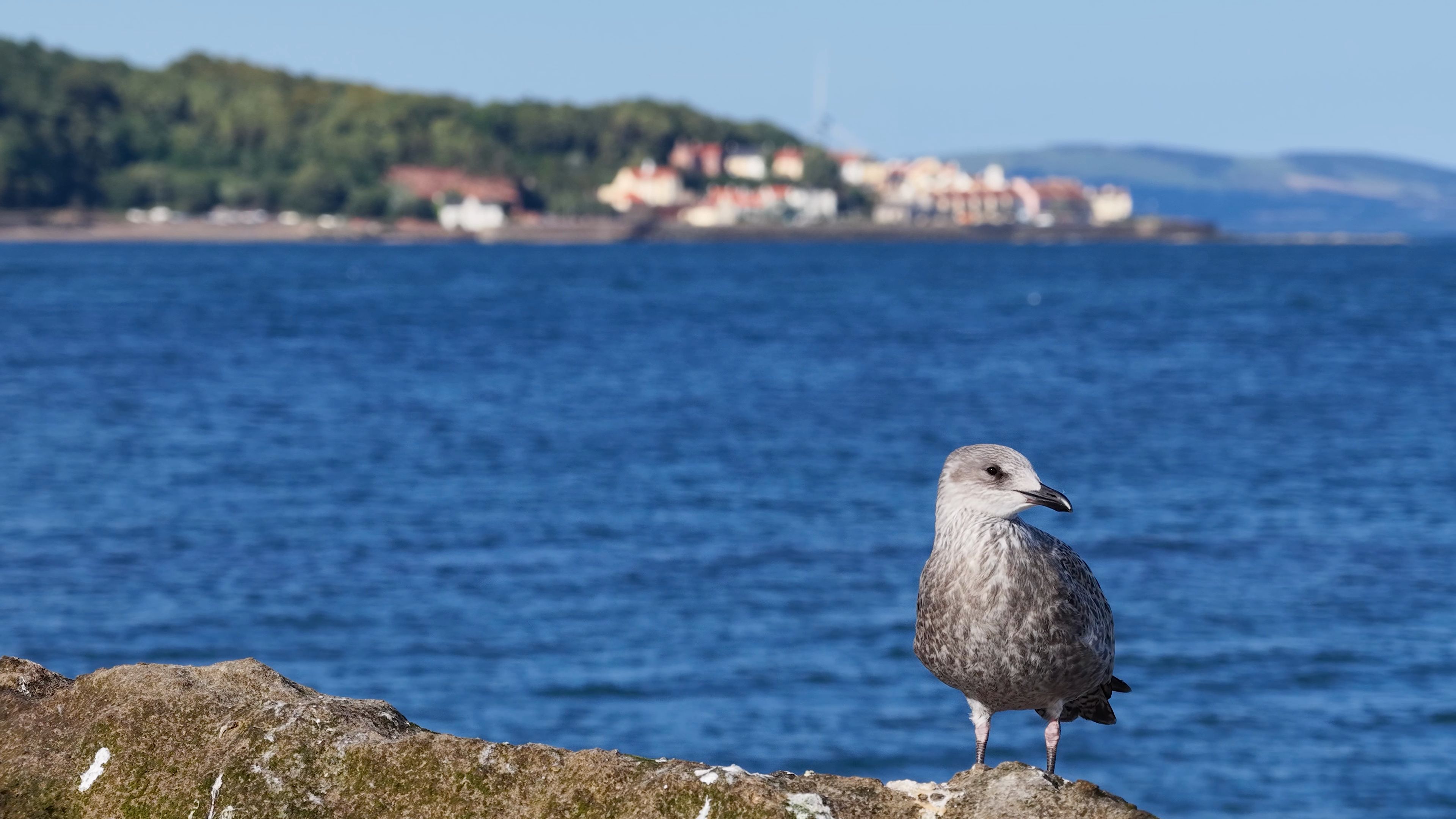 A seagull above the Croatian Adriatic A young seagull perched on a coastal rock along Croatia's Adriatic shoreline