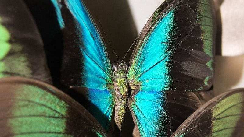 Muzeum Motyli Arthropoda, atrakcja w pobliżu dworca Bochnia