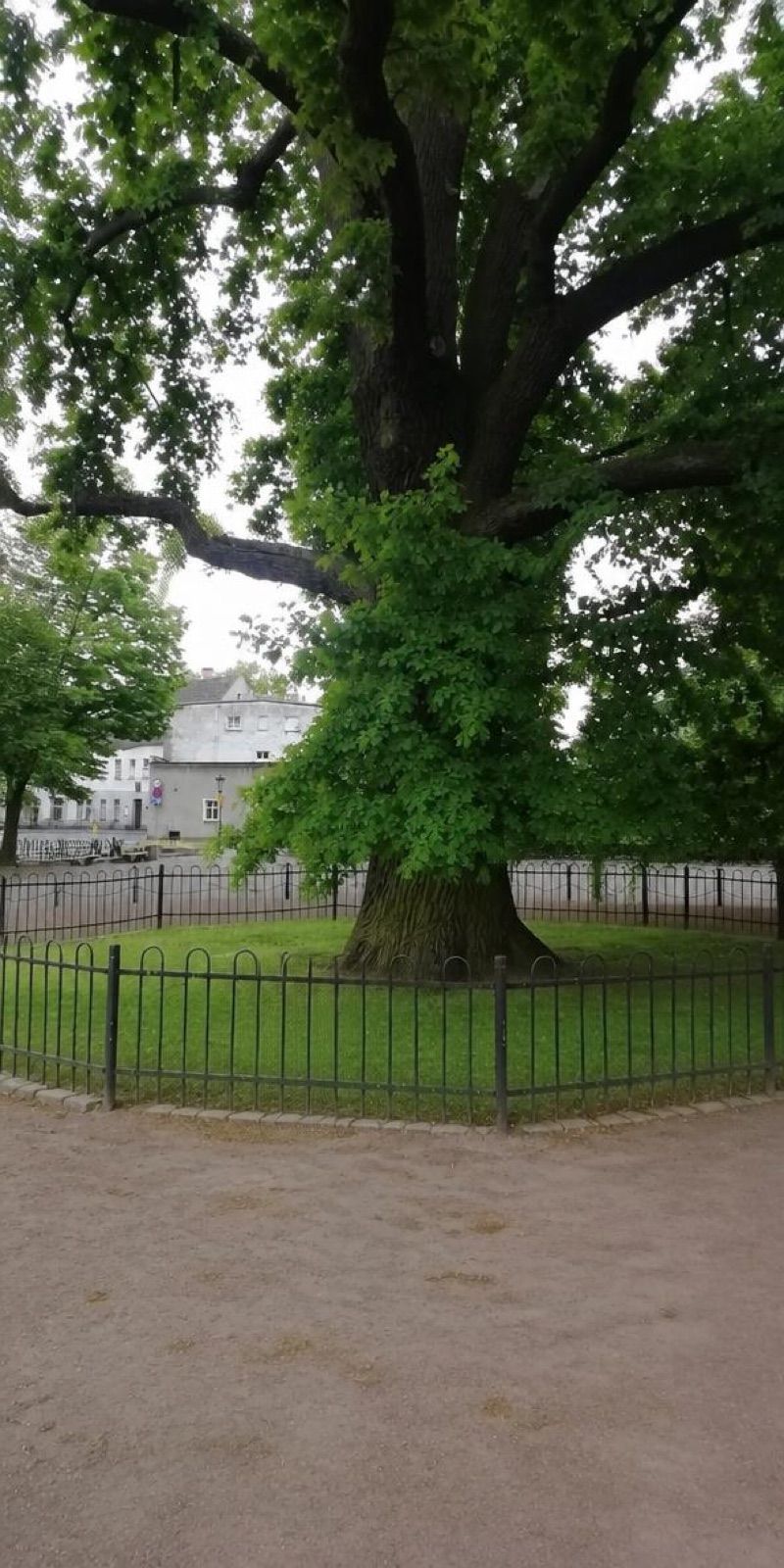 Dąb Bolek, atrakcja w pobliżu dworca Leszno