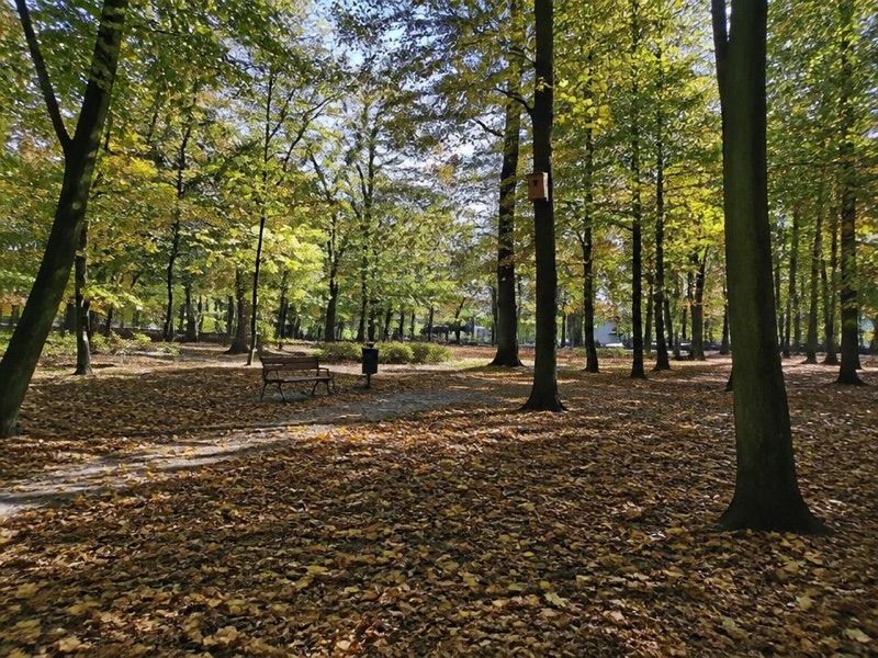 Park Miejski Oborniki Śląskie, atrakcja w pobliżu dworca Oborniki Śląskie